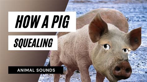 nastykinkpig.com|Let’s hear you squeal pig!